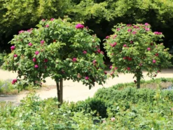 Strauchrose 'Rose De Resht' 22 Strauchrose 'Rose De Resht' -Deutschland Garten Funk Verkaufs-Shop strauchrose rose de resht m002704 w 5