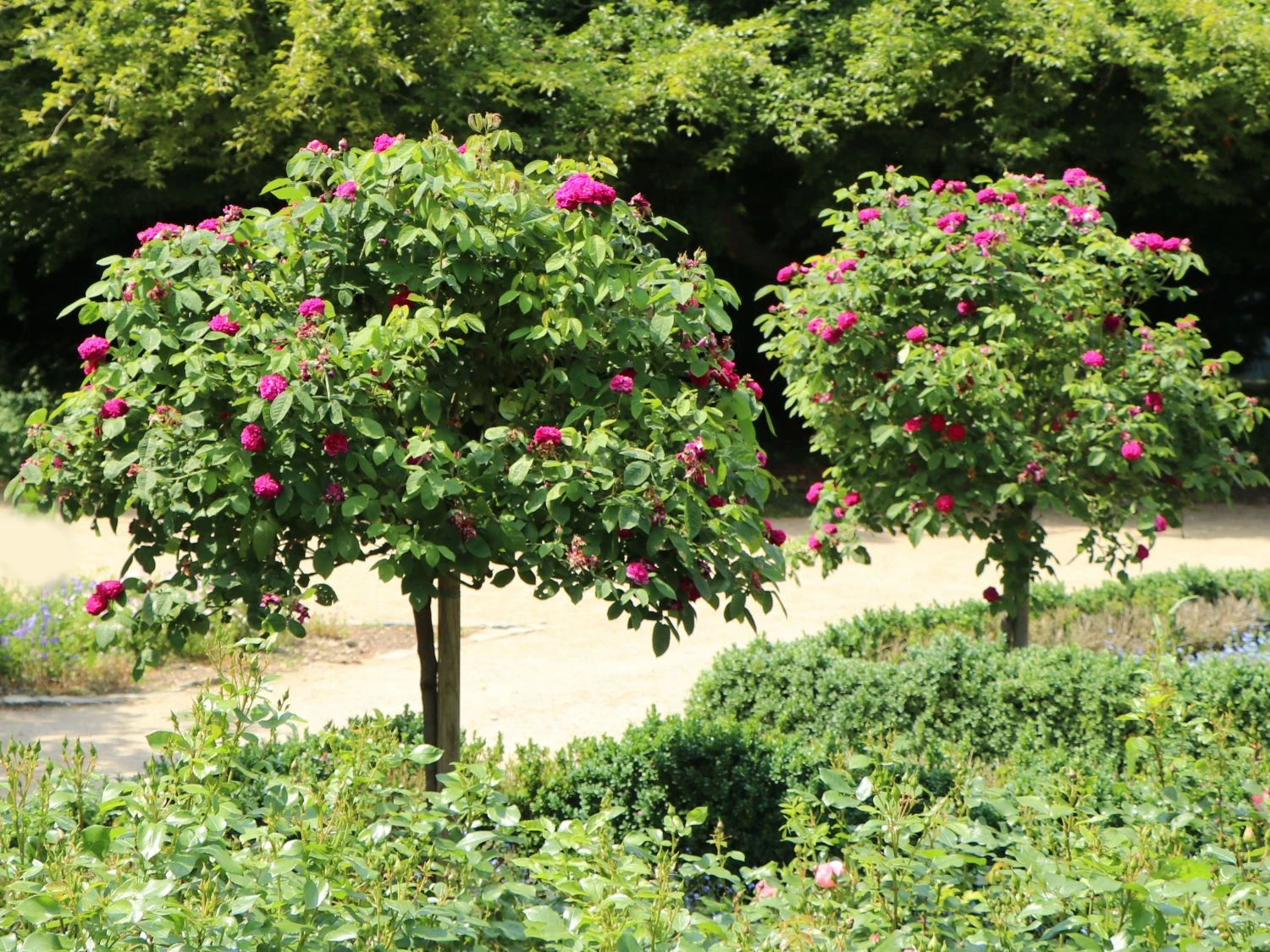 Strauchrose 'Rose De Resht' 5 Strauchrose 'Rose De Resht' – Bild 5