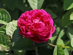 Strauchrose 'Rose De Resht' 20 Strauchrose 'Rose De Resht' -Deutschland Garten Funk Verkaufs-Shop strauchrose rose de resht m002704 w 6