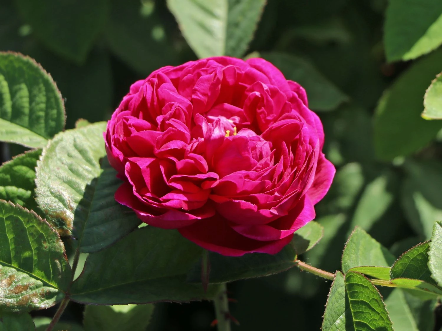 Strauchrose 'Rose De Resht' 3 Strauchrose 'Rose De Resht' – Bild 3