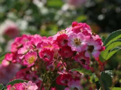 Strauchrose Rosy Boom ® (Pink)