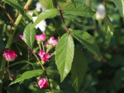 Strauchrose Rosy Boom ® (Pink) -Deutschland Garten Funk Verkaufs-Shop strauchrose rose rosy boom pink m111085 w 1