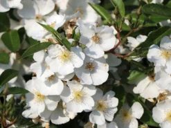 Strauchrose Rosy Boom ® (Weiß)