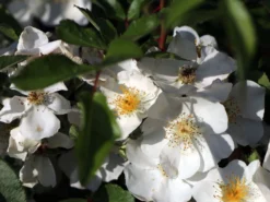 Strauchrose Rosy Boom ® (Weiß) -Deutschland Garten Funk Verkaufs-Shop strauchrose rose rosy boom weiss m111043 w 1