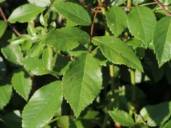 Strauchrose Rosy Boom ® (Weiß) -Deutschland Garten Funk Verkaufs-Shop strauchrose rose rosy boom weiss m111043 w 2