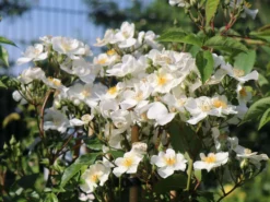 Strauchrose Rosy Boom ® (Weiß) -Deutschland Garten Funk Verkaufs-Shop strauchrose rose rosy boom weiss m111043 w 3