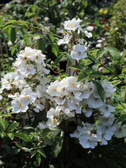 Strauchrose Rosy Boom ® (Weiß) -Deutschland Garten Funk Verkaufs-Shop strauchrose rose rosy boom weiss m111043 w 4