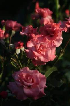 Strauchrose 'Rosenresli' ® -Deutschland Garten Funk Verkaufs-Shop strauchrose rosenresli m005524 756445 0