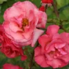Strauchrose 'Rosenresli' ®