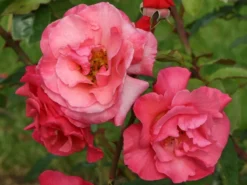 Strauchrose 'Rosenresli' ®