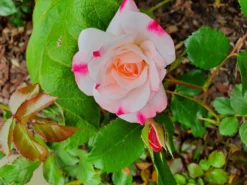 Strauchrose 'Rosenstadt Freising' ®/ Stad Kortrijk -Deutschland Garten Funk Verkaufs-Shop strauchrose rosenstadt freising stad kortrijk m002796 1068587 0