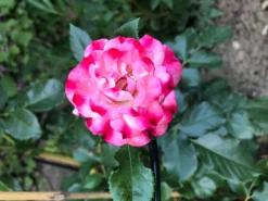 Strauchrose 'Rosenstadt Freising' ®/ Stad Kortrijk -Deutschland Garten Funk Verkaufs-Shop strauchrose rosenstadt freising stad kortrijk m002796 900805 0