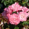 Strauchrose 'Rosenstadt Freising' ®/ Stad Kortrijk