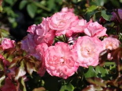 Strauchrose 'Rosenstadt Freising' ®/ Stad Kortrijk
