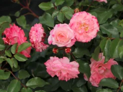 Strauchrose 'Rosenstadt Freising' ®/ Stad Kortrijk -Deutschland Garten Funk Verkaufs-Shop strauchrose rosenstadt freising stad kortrijk m002796 w 0