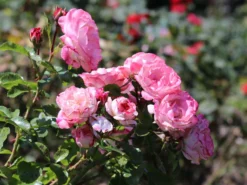 Strauchrose 'Rosenstadt Freising' ®/ Stad Kortrijk -Deutschland Garten Funk Verkaufs-Shop strauchrose rosenstadt freising stad kortrijk m002796 w 1