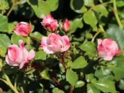 Strauchrose 'Rosenstadt Freising' ®/ Stad Kortrijk -Deutschland Garten Funk Verkaufs-Shop strauchrose rosenstadt freising stad kortrijk m002796 w 11