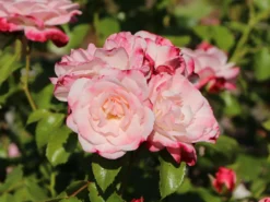 Strauchrose 'Rosenstadt Freising' ®/ Stad Kortrijk -Deutschland Garten Funk Verkaufs-Shop strauchrose rosenstadt freising stad kortrijk m002796 w 2