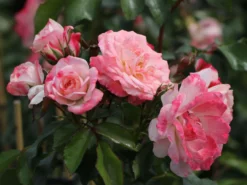 Strauchrose 'Rosenstadt Freising' ®/ Stad Kortrijk -Deutschland Garten Funk Verkaufs-Shop strauchrose rosenstadt freising stad kortrijk m002796 w 4