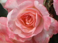 Strauchrose 'Rosenstadt Freising' ®/ Stad Kortrijk -Deutschland Garten Funk Verkaufs-Shop strauchrose rosenstadt freising stad kortrijk m002796 w 6