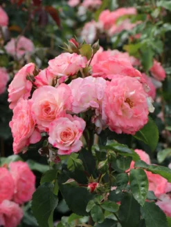 Strauchrose 'Rosenstadt Freising' ®/ Stad Kortrijk -Deutschland Garten Funk Verkaufs-Shop strauchrose rosenstadt freising stad kortrijk m002796 w 7
