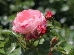 Strauchrose 'Rosenstadt Freising' ®/ Stad Kortrijk -Deutschland Garten Funk Verkaufs-Shop strauchrose rosenstadt freising stad kortrijk m002796 w 8