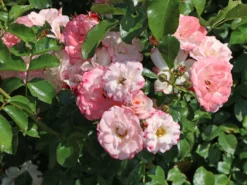 Strauchrose 'Rosenstadt Freising' ®/ Stad Kortrijk -Deutschland Garten Funk Verkaufs-Shop strauchrose rosenstadt freising stad kortrijk m002796 w 9