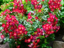 Strauchrose Rosy Boom ® 'Colour Change'