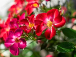 Strauchrose Rosy Boom ® 'Colour Change' -Deutschland Garten Funk Verkaufs-Shop strauchrose rosy boom colour change m122255 w 0