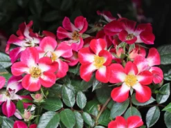 Strauchrose Rosy Boom ® 'Colour Change' -Deutschland Garten Funk Verkaufs-Shop strauchrose rosy boom colour change m122255 w 1