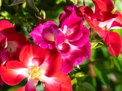 Strauchrose Rosy Boom ® 'Colour Change' -Deutschland Garten Funk Verkaufs-Shop strauchrose rosy boom colour change m122255 w 2