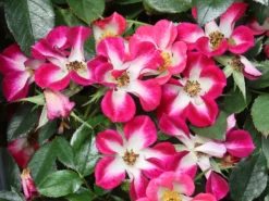 Strauchrose Rosy Boom ® 'Colour Change' -Deutschland Garten Funk Verkaufs-Shop strauchrose rosy boom colour change m122255 w 4