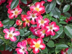 Strauchrose Rosy Boom ® 'Colour Change' -Deutschland Garten Funk Verkaufs-Shop strauchrose rosy boom colour change m122255 w 5