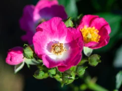 Strauchrose Rosy Boom ® 'Mini' -Deutschland Garten Funk Verkaufs-Shop strauchrose rosy boom mini m122256 w 0