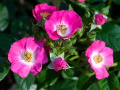 Strauchrose Rosy Boom ® 'Mini' -Deutschland Garten Funk Verkaufs-Shop strauchrose rosy boom mini m122256 w 1