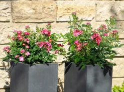 Strauchrose Rosy Boom ® 'Mini' -Deutschland Garten Funk Verkaufs-Shop strauchrose rosy boom mini m122256 w 2