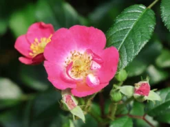 Strauchrose Rosy Boom ® 'Mini' -Deutschland Garten Funk Verkaufs-Shop strauchrose rosy boom mini m122256 w 5