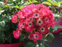 Strauchrose Rosy Boom ® 'Mini' -Deutschland Garten Funk Verkaufs-Shop strauchrose rosy boom mini m122256 w 6