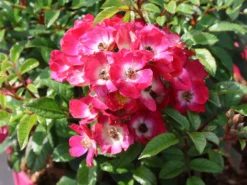 Strauchrose Rosy Boom ® 'Mini' -Deutschland Garten Funk Verkaufs-Shop strauchrose rosy boom mini m122256 w 7