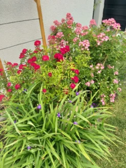 Strauchrose Rosy Boom ® (Pink) -Deutschland Garten Funk Verkaufs-Shop strauchrose rosy boom pink m111085 193676 0