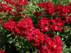 Strauchrose Rosy Boom ® (Rot)
