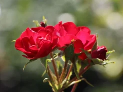 Strauchrose Rosy Boom ® (Rot) -Deutschland Garten Funk Verkaufs-Shop strauchrose rosy boom rot m111047 w 0