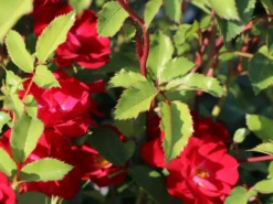 Strauchrose Rosy Boom ® (Rot) -Deutschland Garten Funk Verkaufs-Shop strauchrose rosy boom rot m111047 w 1