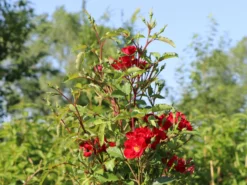 Strauchrose Rosy Boom ® (Rot) -Deutschland Garten Funk Verkaufs-Shop strauchrose rosy boom rot m111047 w 2