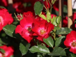 Strauchrose Rosy Boom ® (Rot) -Deutschland Garten Funk Verkaufs-Shop strauchrose rosy boom rot m111047 w 4