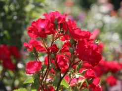 Strauchrose Rosy Boom ® (Rot) -Deutschland Garten Funk Verkaufs-Shop strauchrose rosy boom rot m111047 w 5