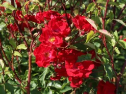 Strauchrose Rosy Boom ® (Rot) -Deutschland Garten Funk Verkaufs-Shop strauchrose rosy boom rot m111047 w 6