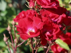 Strauchrose Rosy Boom ® (Rot) -Deutschland Garten Funk Verkaufs-Shop strauchrose rosy boom rot m111047 w 7