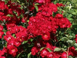 Strauchrose Rosy Boom ® (Rot) -Deutschland Garten Funk Verkaufs-Shop strauchrose rosy boom rot m111047 w 9
