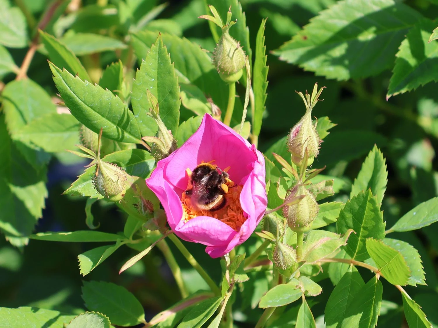 Strauchrose Rosy Boom ® 'Wildlife' 1 Strauchrose Rosy Boom ® 'Wildlife'